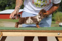 Penny F2, a female Miniature Dachshund for sale in Elysian, MN – Photo 3 of 8