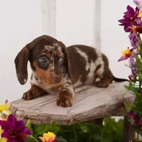 Penny F2, a female Miniature Dachshund for sale in Elysian, MN – Photo 5 of 8