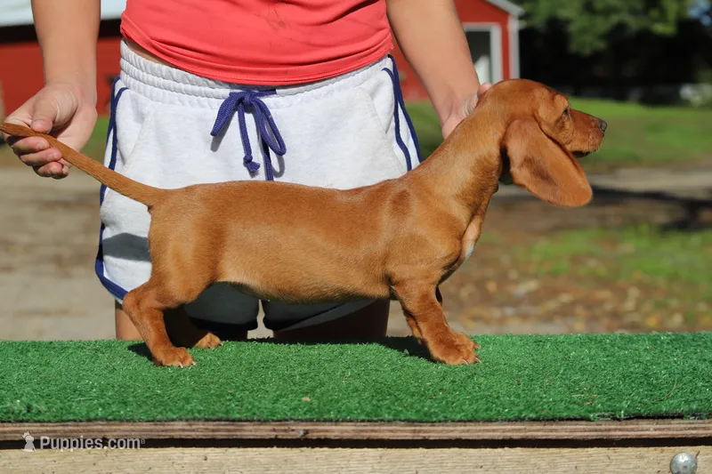 Ruin F2 – Miniature Dachshund puppy for sale in Elysian, MN