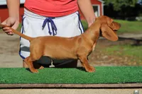 Ruin F2, a female Miniature Dachshund for sale in Elysian, MN – 1 of 4