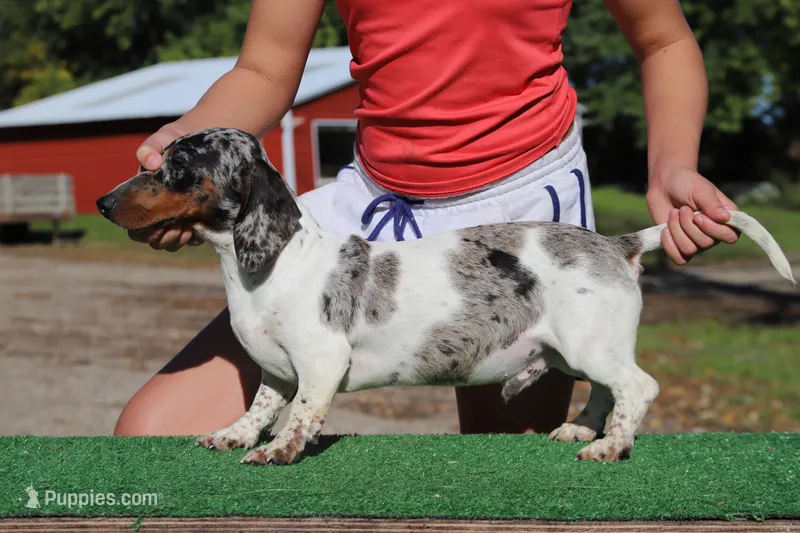 Penny m2 – Miniature Dachshund puppy for sale in Elysian, MN