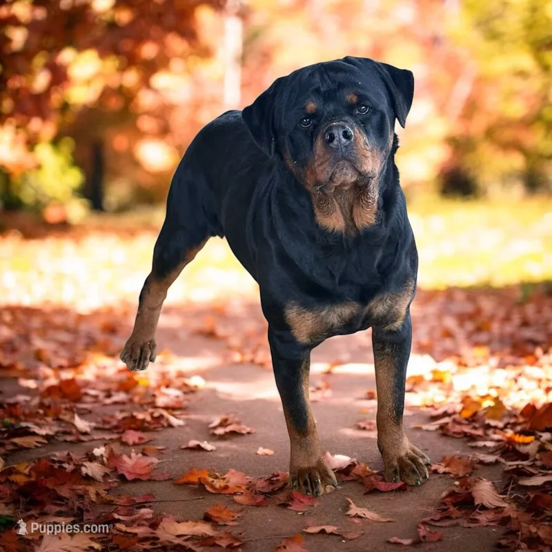 Nonya – Rottweiler puppy for sale in Elysian, MN