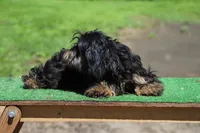 Cookie x Swoosh F1, a female Miniature Dachshund for sale in Elysian, MN – 2 of 7