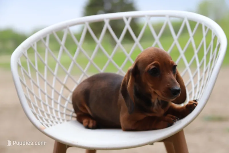 Chatty x Buck F1 – Miniature Dachshund puppy for sale in Elysian, MN