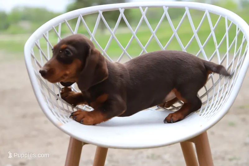 Snickers x Lotto F – Miniature Dachshund puppy for sale in Elysian, MN