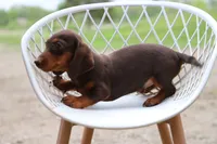 Snickers x Lotto F, a female Miniature Dachshund for sale in Elysian, MN – 1 of 2
