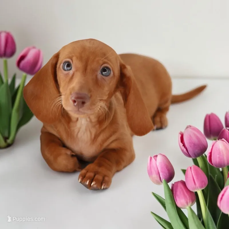 Ruin girl – Miniature Dachshund puppy for sale in Elysian, MN