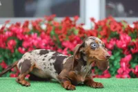 Ivy, a female Miniature Dachshund for sale in Elysian, MN – Photo 1 of 2