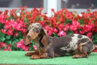 Ivy, a female Miniature Dachshund for sale in Elysian, MN – Photo 2 of 2