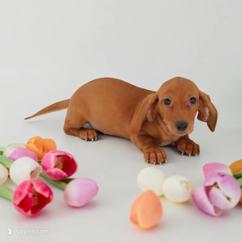 Ruin F2 – Miniature Dachshund puppy for sale in Elysian, MN