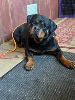 Rico, a female Rottweiler for sale in Elysian, MN – 1 of 1