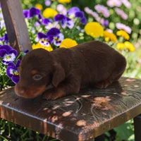 CC girl, a male Miniature Dachshund for sale in Elysian, MN – 1 of 2