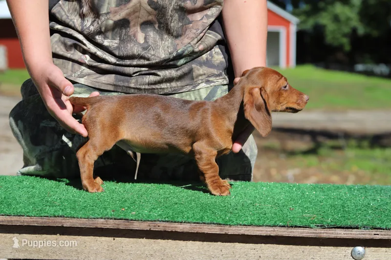 Lego M2 – Miniature Dachshund puppy for sale in Elysian, MN