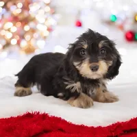 Cookie/Swoosh M1, a male Miniature Dachshund for sale in Elysian, MN – Photo 6 of 7