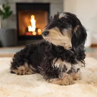 Cookie/Swoosh M1, a male Miniature Dachshund for sale in Elysian, MN – Photo 2 of 7