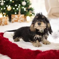 Cookie/Swoosh M1, a male Miniature Dachshund for sale in Elysian, MN – Photo 1 of 5