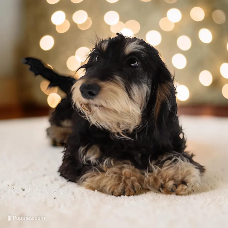 Cookie/Swoosh M1 – Miniature Dachshund puppy for sale in Elysian, MN