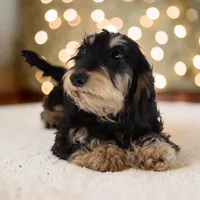 Cookie/Swoosh M1, a male Miniature Dachshund for sale in Elysian, MN – Photo 1 of 7