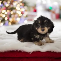 Cookie/Swoosh M1, a male Miniature Dachshund for sale in Elysian, MN – Photo 7 of 7