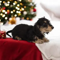 Cookie/Swoosh M1, a male Miniature Dachshund for sale in Elysian, MN – Photo 4 of 7