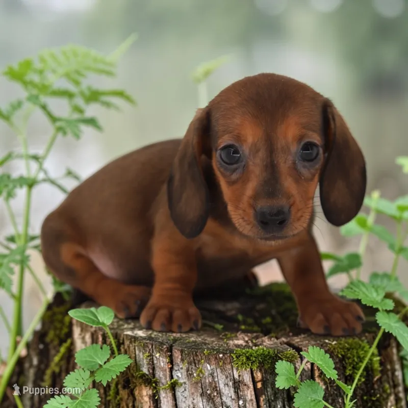 Lego M – Miniature Dachshund puppy for sale in Elysian, MN