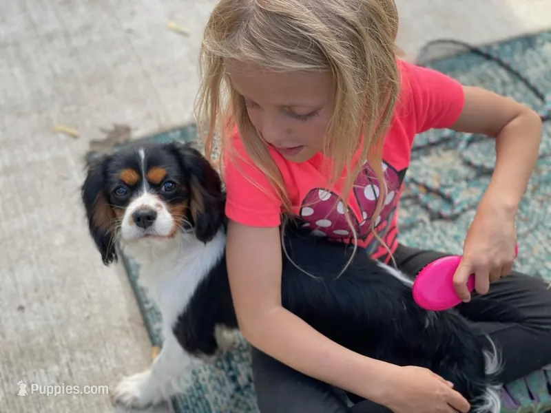 AKC Teaser Genetic Panel