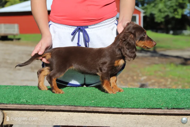 CC girl – Miniature Dachshund puppy for sale in Elysian, MN