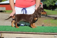 CC girl, a female Miniature Dachshund for sale in Elysian, MN – 1 of 4