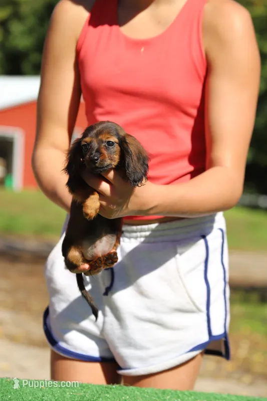 Destiny F – Miniature Dachshund puppy for sale in Elysian, MN
