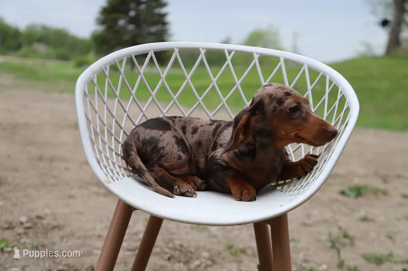 Lego x Gus f2 – Miniature Dachshund puppy for sale in Elysian, MN