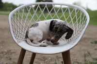 Penny x Buck M1, a female Miniature Dachshund for sale in Elysian, MN – 2 of 4