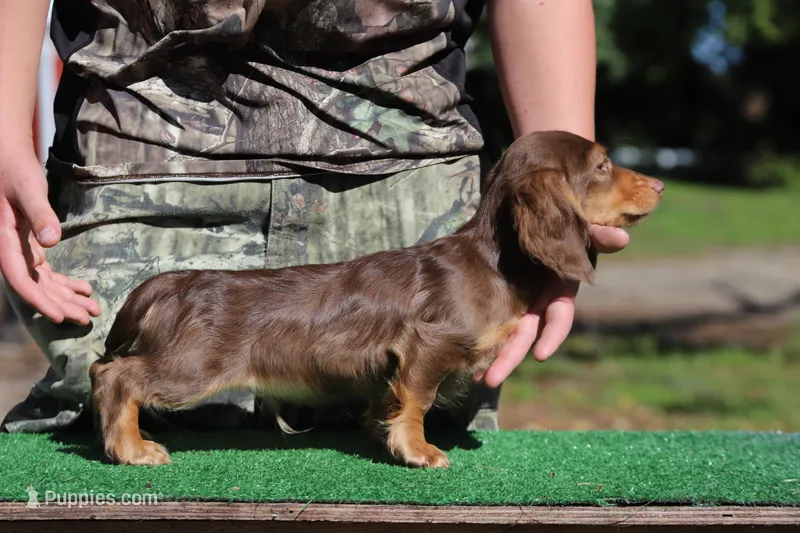 Tada M4 – Miniature Dachshund puppy for sale in Elysian, MN