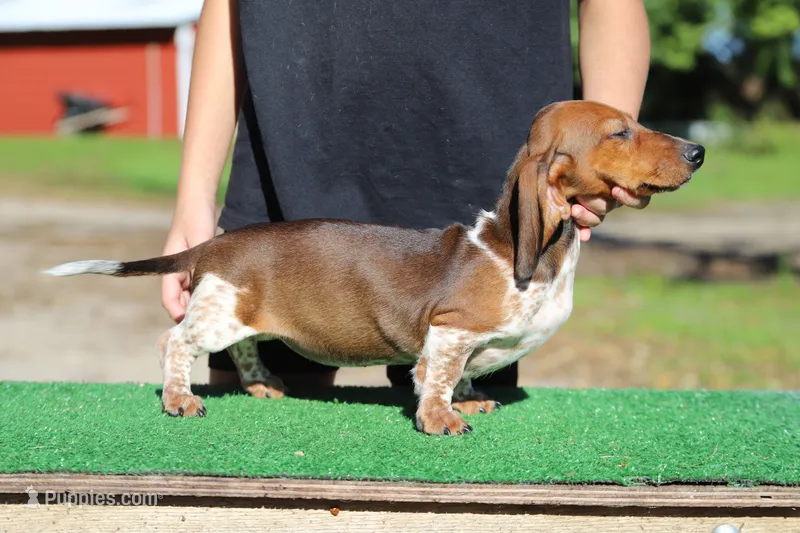 Ruin F3 – Miniature Dachshund puppy for sale in Elysian, MN