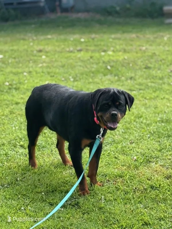 Riot – Rottweiler puppy for sale in Elysian, MN