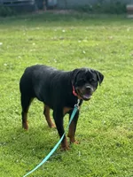 Riot, a female Rottweiler for sale in Elysian, MN – 1 of 1