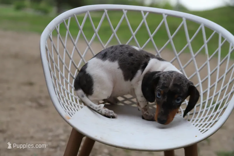 Penny m2 – Miniature Dachshund puppy for sale in Elysian, MN
