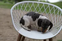 Penny m2, a female Miniature Dachshund for sale in Elysian, MN – 1 of 2