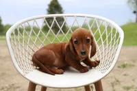 Chatty x Buck M1, a male Miniature Dachshund for sale in Elysian, MN – 2 of 2