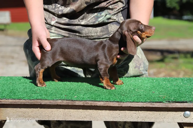 Lego F – Miniature Dachshund puppy for sale in Elysian, MN