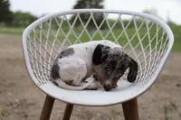 Penny x Buck M1, a female Miniature Dachshund for sale in Elysian, MN – 4 of 4