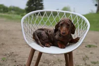 Lego x Gus f2, a female Miniature Dachshund for sale in Elysian, MN – 2 of 3