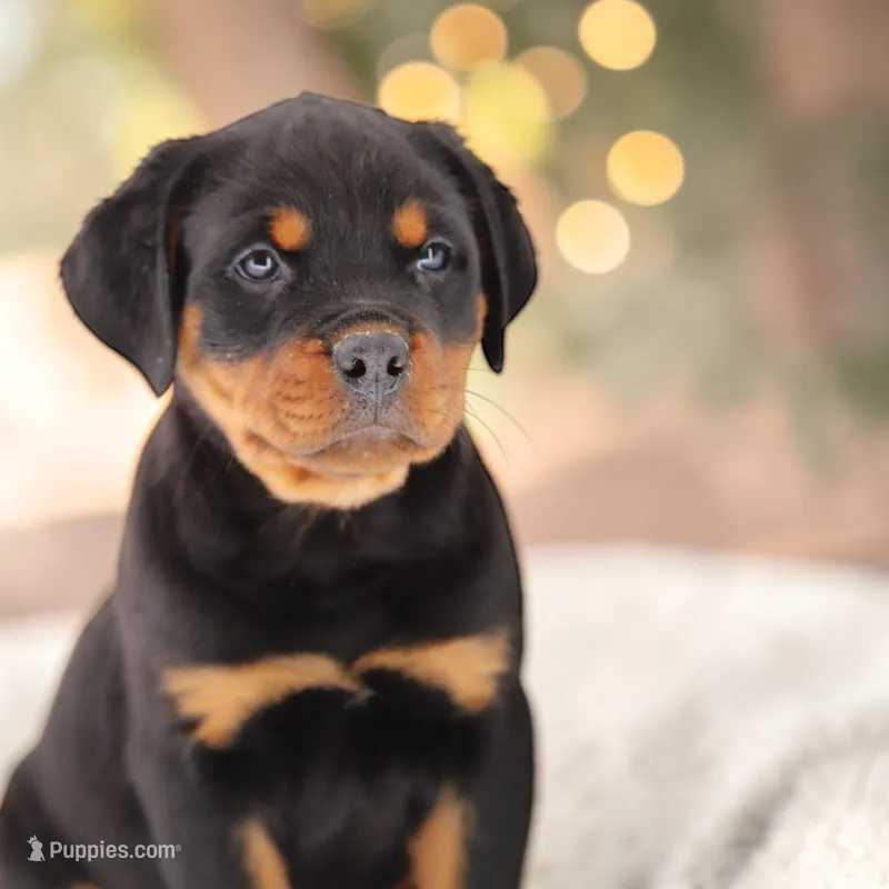 Gotcha F2 – Rottweiler puppy for sale in Elysian, MN