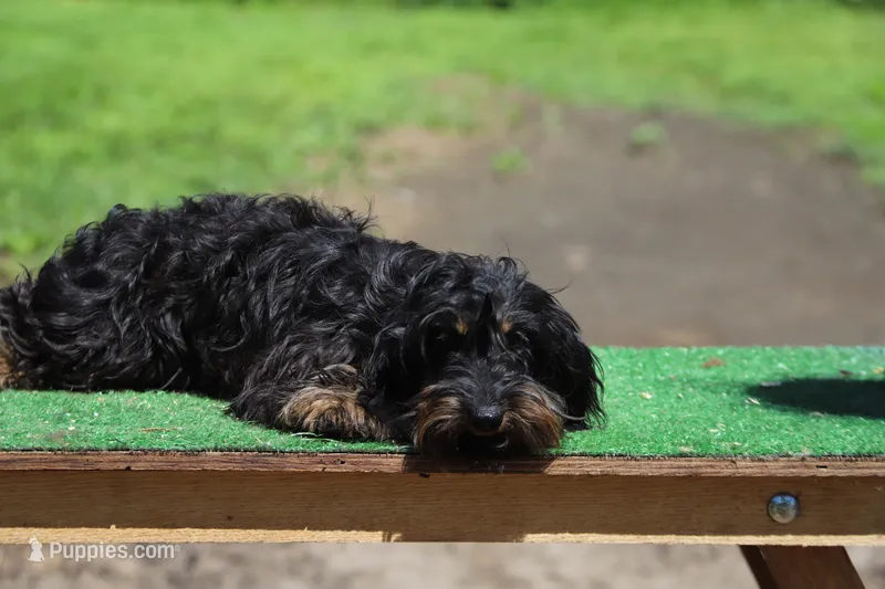 Cookie x Swoosh F1 – Miniature Dachshund puppy for sale in Elysian, MN