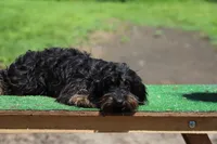 Cookie x Swoosh F1, a female Miniature Dachshund for sale in Elysian, MN – 1 of 7
