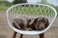 Lego x Gus m, a male Miniature Dachshund for sale in Elysian, MN – 1 of 2