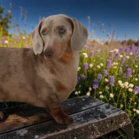 Rip - Embark & OFA Clearances, a male Miniature Dachshund for sale in Elysian, MN – 2 of 2