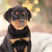 Gotcha F1, a female Rottweiler for sale in Elysian, MN – Photo 2 of 2