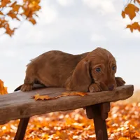 Pixi/Fame M1, a male Miniature Dachshund for sale in Elysian, MN – Photo 5 of 6