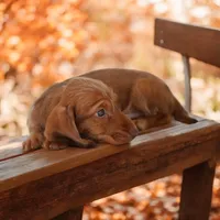 Pixi/Fame M1, a male Miniature Dachshund for sale in Elysian, MN – Photo 3 of 6