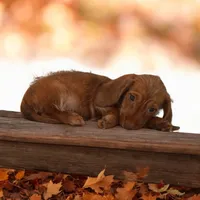 Pixi/Fame M1, a male Miniature Dachshund for sale in Elysian, MN – Photo 6 of 6